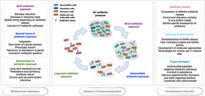 Tolerance and Persistence of Pseudomonas aeruginosa in Biofilms Exposed to Antibiotics: Molecular Mechanisms, Antibiotic Strategies and Therapeutic Perspectives